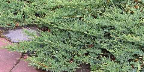 blue rug juniper plants