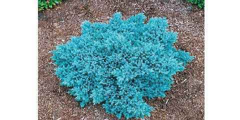 blue star juniper plant