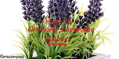 the best ways on how to growing lavender indoors