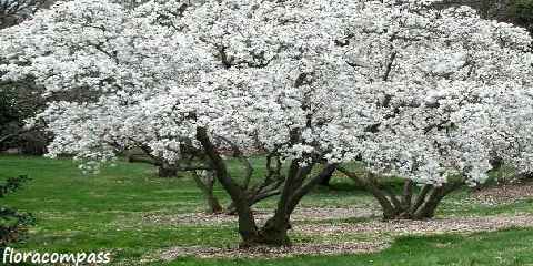 royal star magnolia carming popular flowering tree