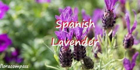 spanish lavender