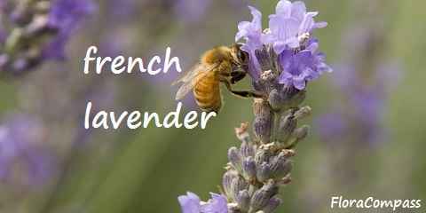 french lavender