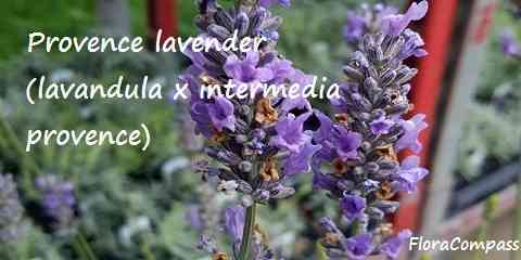 provence lavender