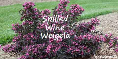 spilled wine weigela