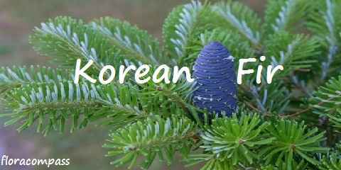 korean fir