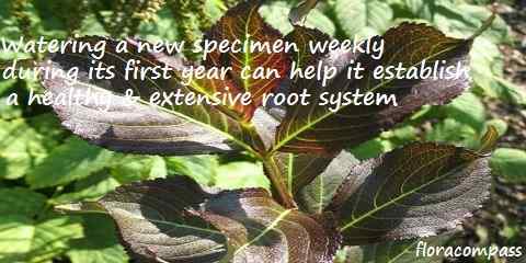 weigela dark horse plant information care pruning bloom time