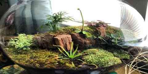 tropical carnivorous pitcher plant terrarium