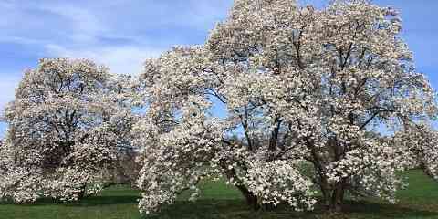 how many types of magnolia trees flowers with pictures and facts