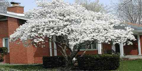 magnolia species