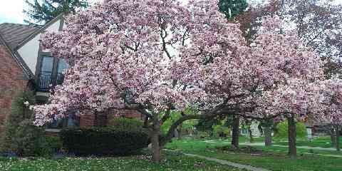 magnolia tree varieties
