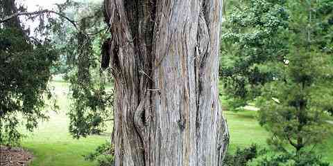 eastern red cedar growth rate zone conditions facts uses height lumber