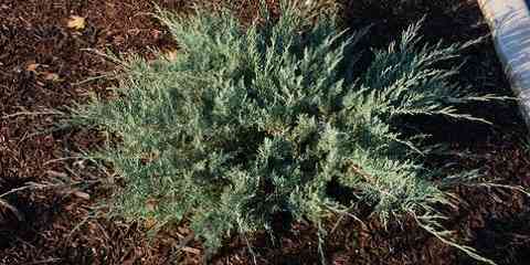 eastern red cedar juniperus virginiana